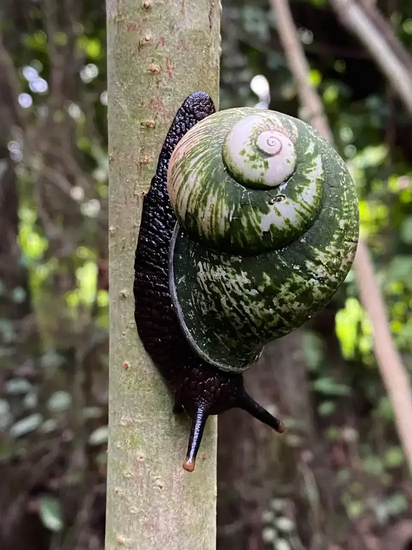 A giant land snail observed during Anoushka's guided wetland walk