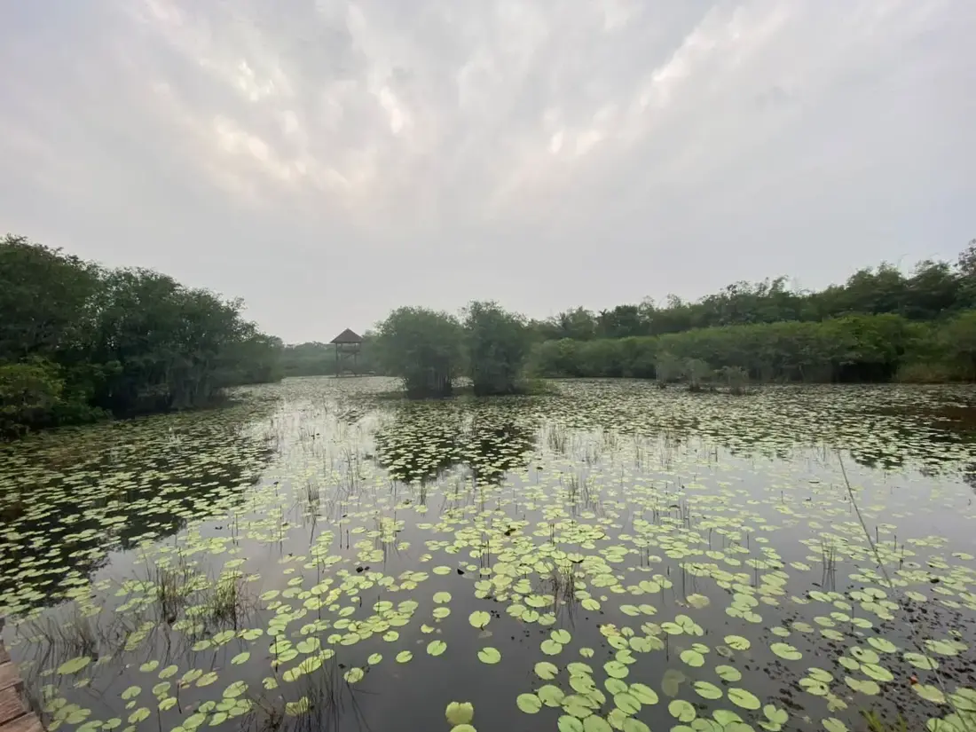 A lily-covered urban wetland photographed during Anoushka's guided walk