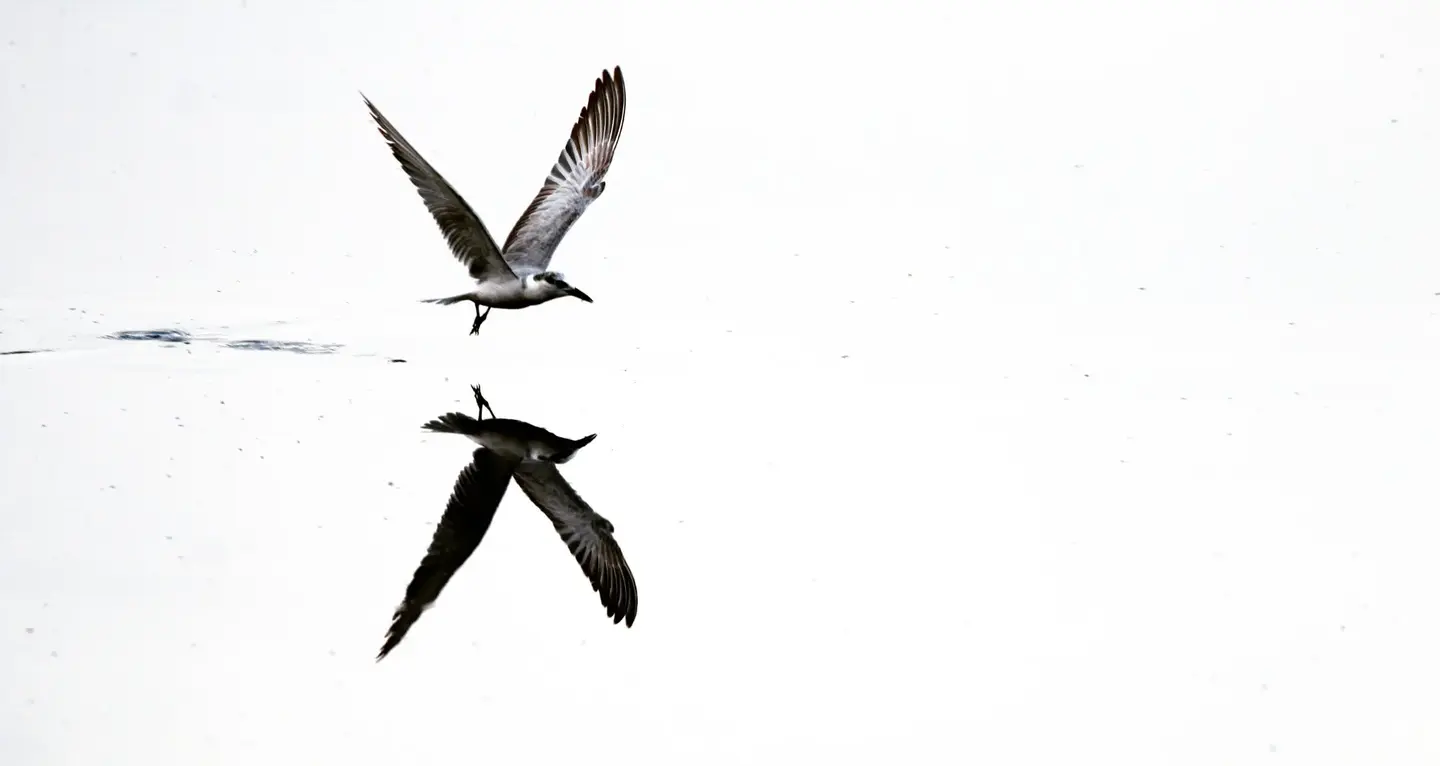 A migratory bird taking flight above its reflection