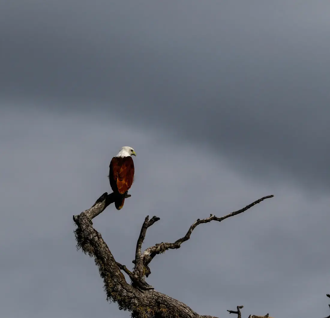 Brahminy kite perched on a dead branch beneath a stormy sky