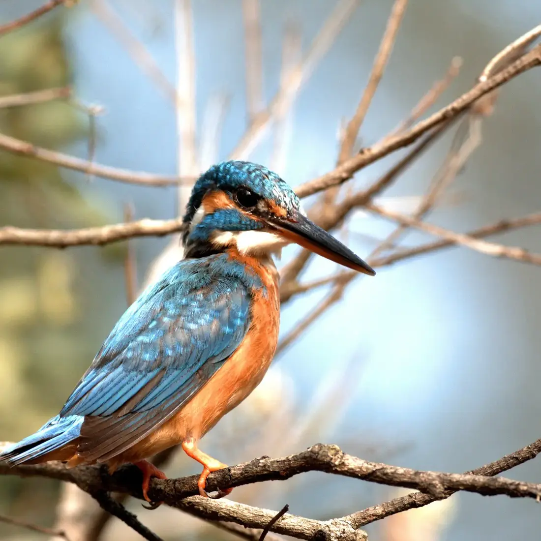 Common kingfisher perched on a branch
