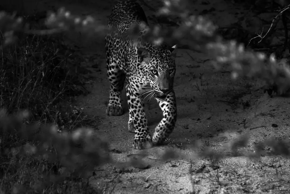 Leopard walking through a shadowed dry-zone forest