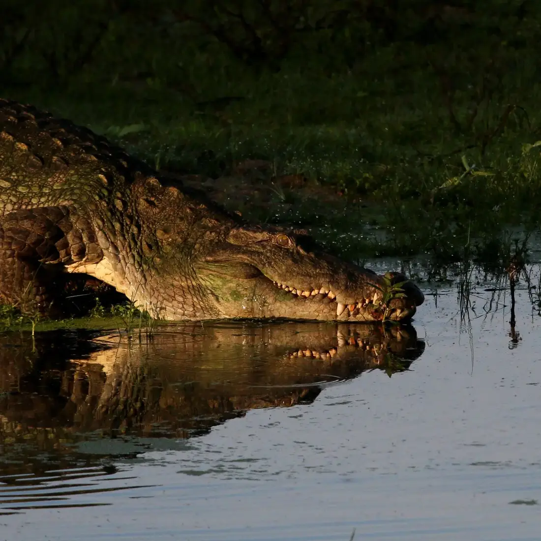 Mugger crocodile resting at the edge of a wetland