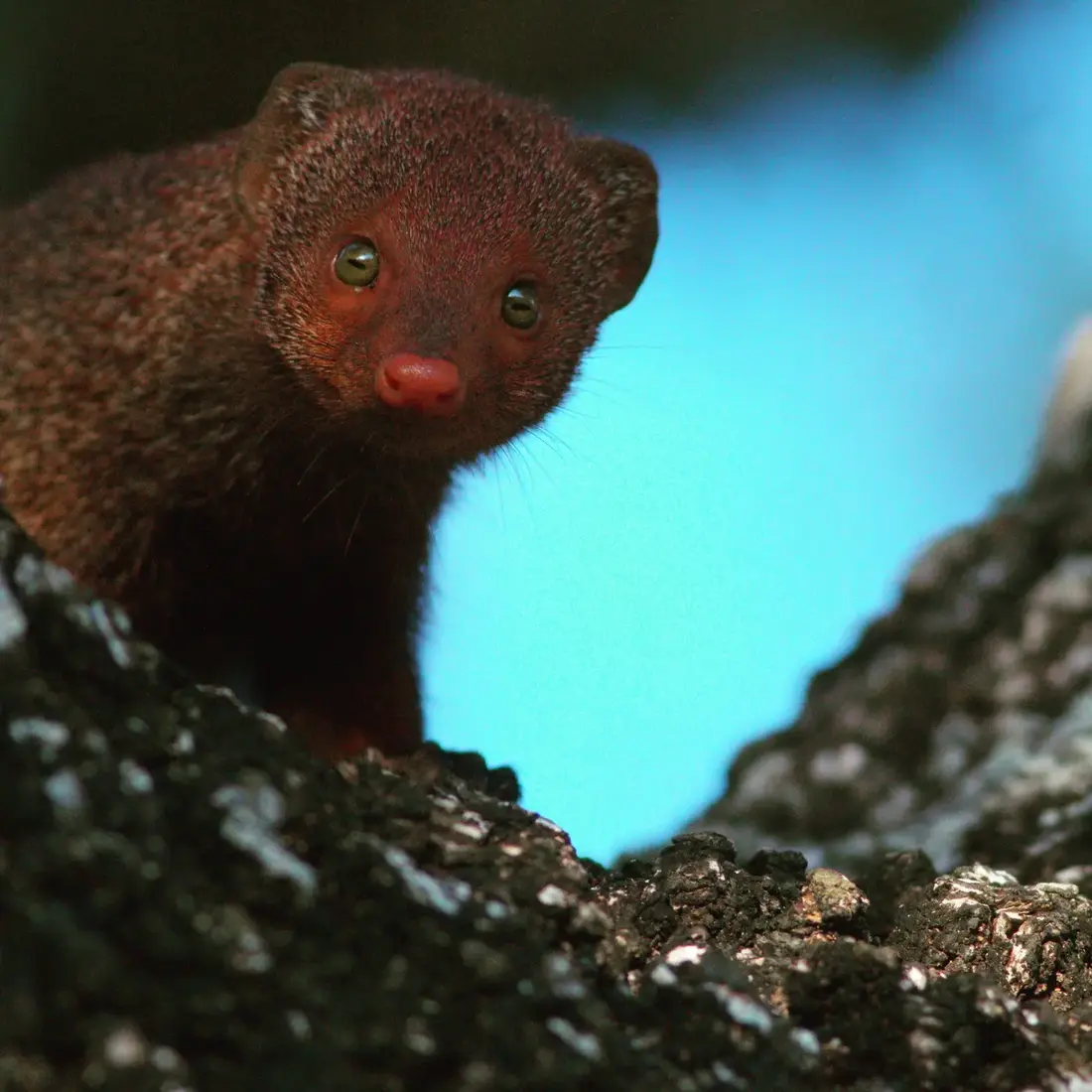 Ruddy mongoose looking out from a rocky crevice