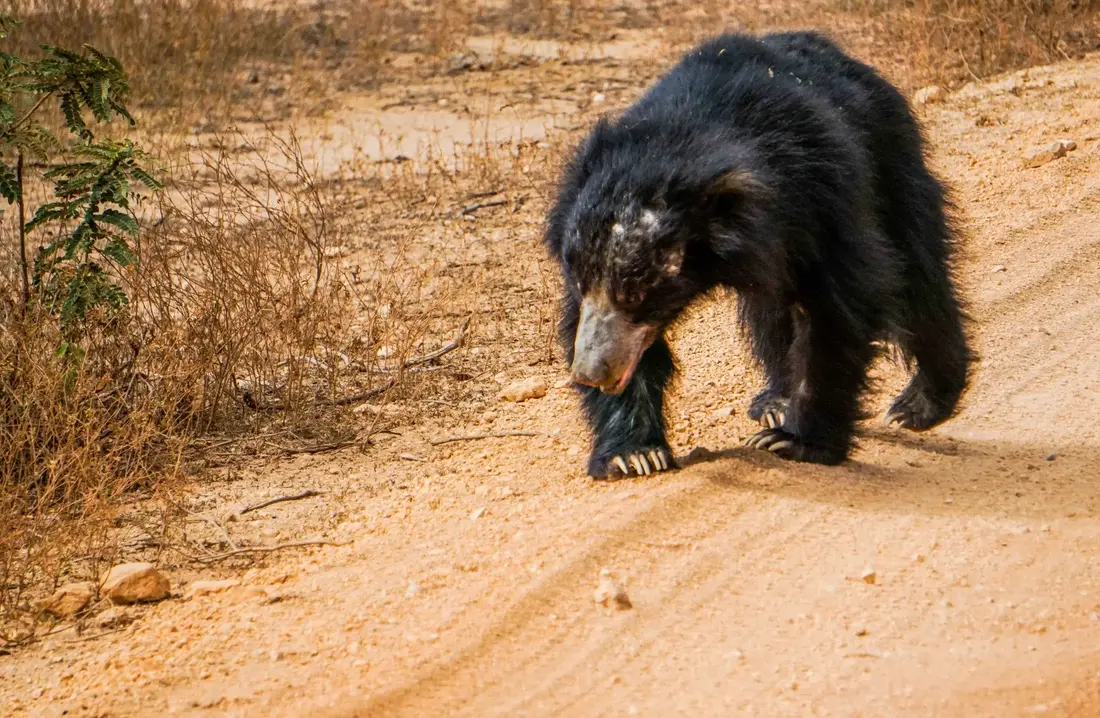 Sloth bear walking along a sandy track in Sri Lanka's dry zone