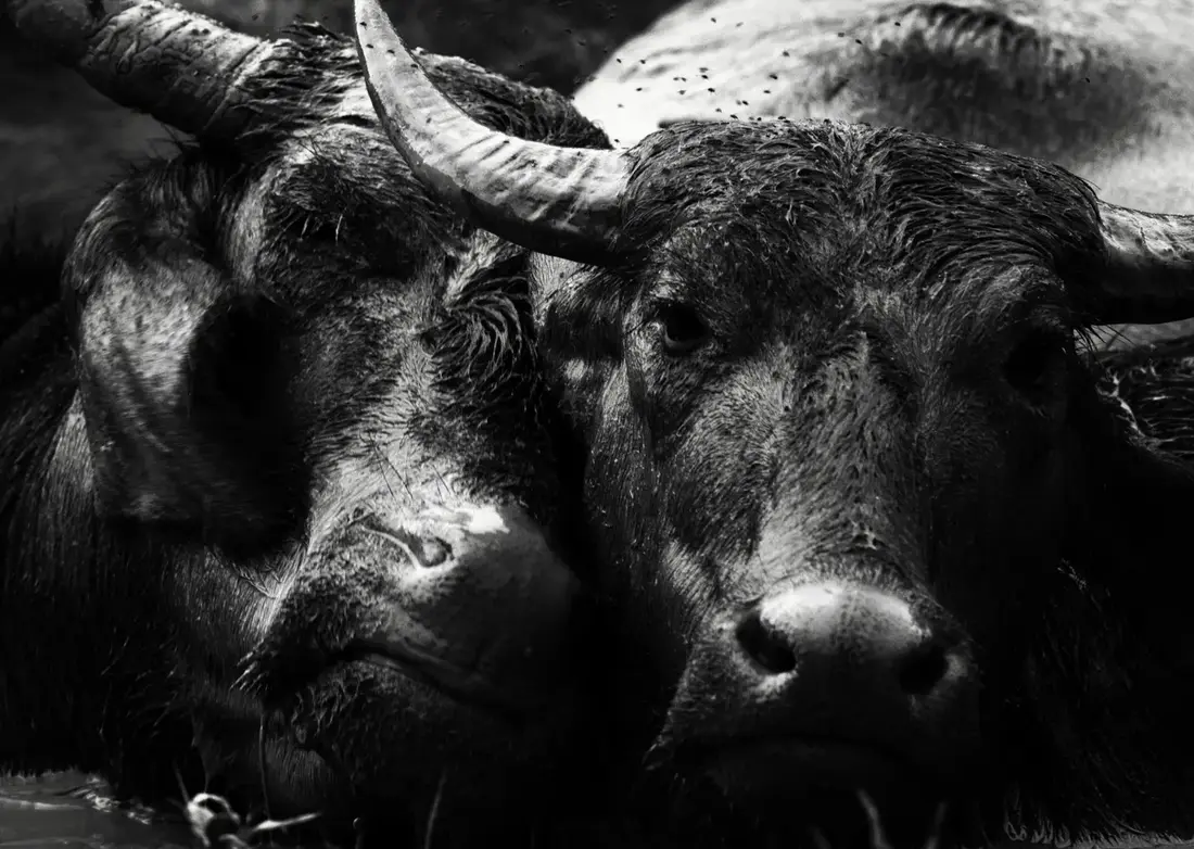 Water buffalo gathered closely together