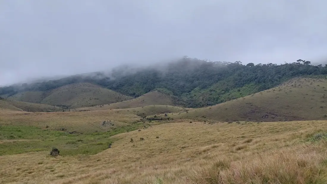 Mist across the grasslands and montane forest of Horton Plains