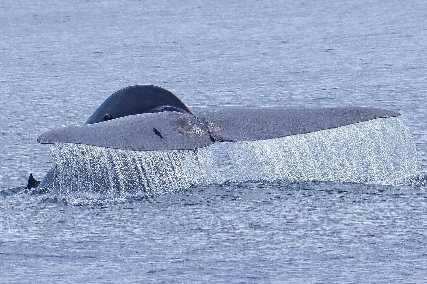 The tail flukes of a blue whale rising above the Indian Ocean